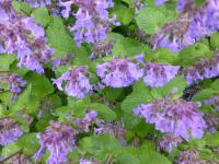 Šanta hroznovitá 'Grog' (Nepeta racemosa)