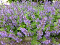 Šanta hroznovitá 'Grog' (Nepeta racemosa)