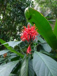 Bihaja papouščí (Heliconia psittacorum)