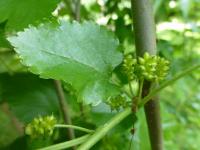 Morušovník bílý 'Pendula' (Morus alba)