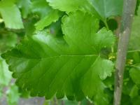 Morušovník bílý 'Pendula' (Morus alba)