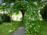 Morušovník bílý 'Pendula' (Morus alba)