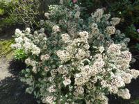 Skimie japonská 'Rubella' (Skimmia japonica)