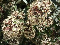 Skimie japonská 'Rubella' (Skimmia japonica)