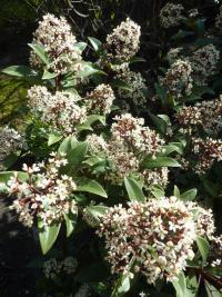 Skimie japonská 'Rubella' (Skimmia japonica)