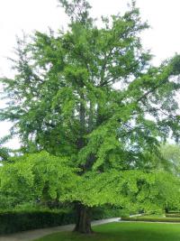Ginkgo biloba   jinan dvoulaločný rostlina