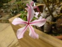 Pachypodium (Pachypodium succulentum)