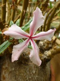 Pachypodium (Pachypodium succulentum)