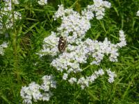 Pyknantemum (Pycnanthemum tenuifolium)