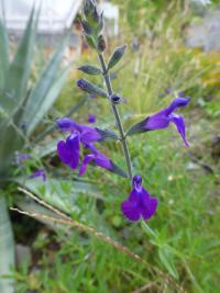 Šalvěj (Salvia coahuilensis)