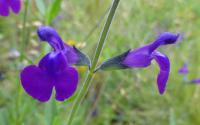 Šalvěj (Salvia coahuilensis)