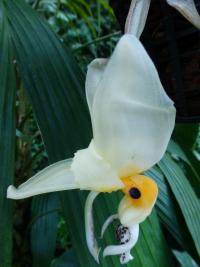 Stanhopea (Stanhopea embreei)