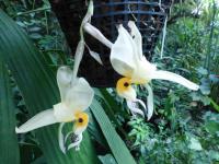 Stanhopea (Stanhopea embreei)
