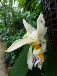 Stanhopea (Stanhopea embreei)