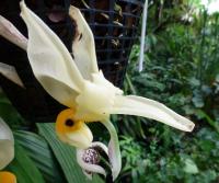 Stanhopea (Stanhopea embreei)