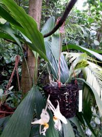 Stanhopea (Stanhopea embreei)