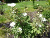 Pivoňka keřovitá 'Mrs Shirley Fry' (Paeonia suffruticosa)