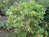 Skimie japonská 'Kew White' (Skimmia japonica)