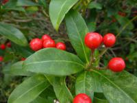 Skimie japonská 'Kew White' (Skimmia japonica)
