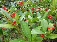 Skimie japonská 'Kew White' (Skimmia japonica)