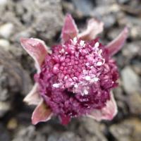 Devětsil lékařský (Petasites hybridus)