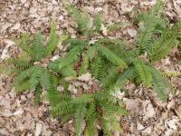 Kapradina (Polystichum munitum)