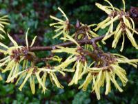 Vilín prostřední (Hamamelis intermedia)