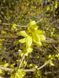 Zlatice japonská (Forsythia japonica var saxatilis)