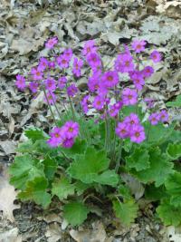 Prvosenka mnohožilná (Primula polyneura)