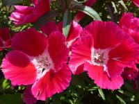 Zářivka velkokvětá 'Grace Red' (Clarkia amoena subsp lindleyi)