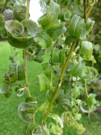 Vrba babylonská 'Crispa'