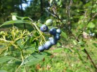 Svída šikmá (Cornus obliqua)