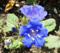 Svazenka (Phacelia campanularia)
