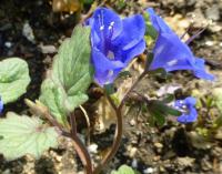 Svazenka (Phacelia campanularia)