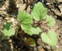 Svazenka (Phacelia campanularia)