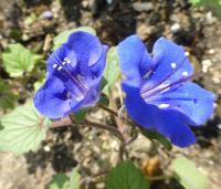 Svazenka (Phacelia campanularia)