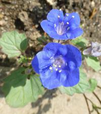 Svazenka (Phacelia campanularia)