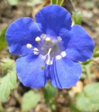 Svazenka (Phacelia campanularia)