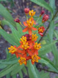 Klejicha kurasavská (Asclepias curassavica)