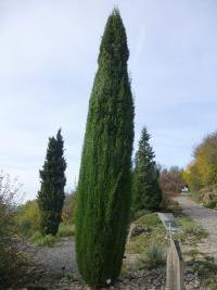 Cypřiš vždyzelený (Cupressus sempervirens)
