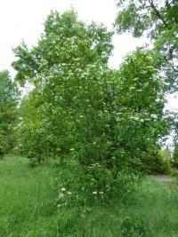 Kalina severoamerická (Viburnum lentago)