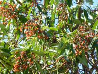 Planika Menziesova (Arbutus menziesii)