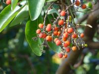 Planika Menziesova (Arbutus menziesii)