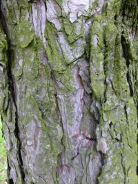 Borovice černá (Pinus nigra subsp pallasiana var fastigiata)