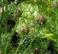 Černucha damašská 'Mulberry Rose' - poupata (Nigella damascena)