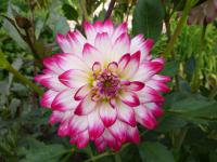 Jiřinka 'Dagmar' - Dekorační jiřinky (Dahlia)