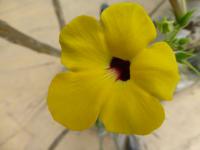 Ukarína (Uncarina decaryi)