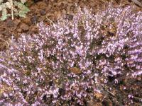 Vřesovec pleťový 'Pirbright Rose' (Erica herbacea)