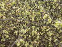Lískovníček čínský 'Winterthur' (Corylopsis sinensis)