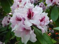 Pěnišník 'Kordesa' (Rhododendron)